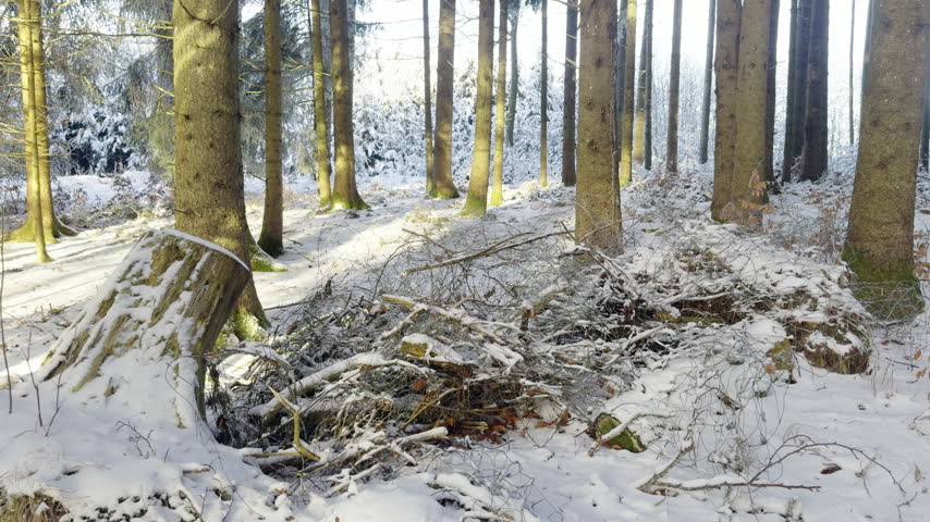 Beautiful winter scenery of a snow-covered pine forest. Evergreen trees surrounded by fresh white snow create a calm, quiet and atmospheric natural landscape.