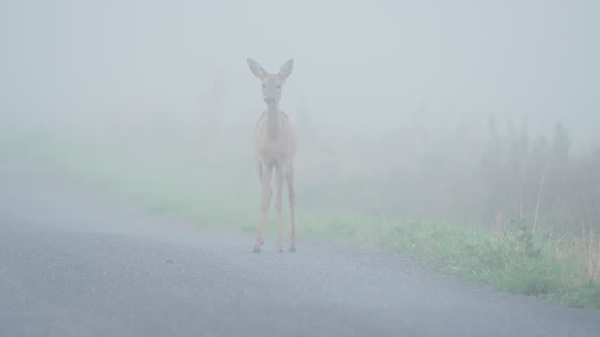 A curious roe deer walks toward the camera on a foggy road, looking attentively in its direction. An atmospheric wildlife encounter in misty surroundings.
