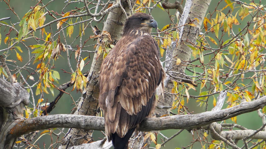 Extreme close-up of a juvenile bald eagle sitting in a tree during fall in the Idaho wilderness.