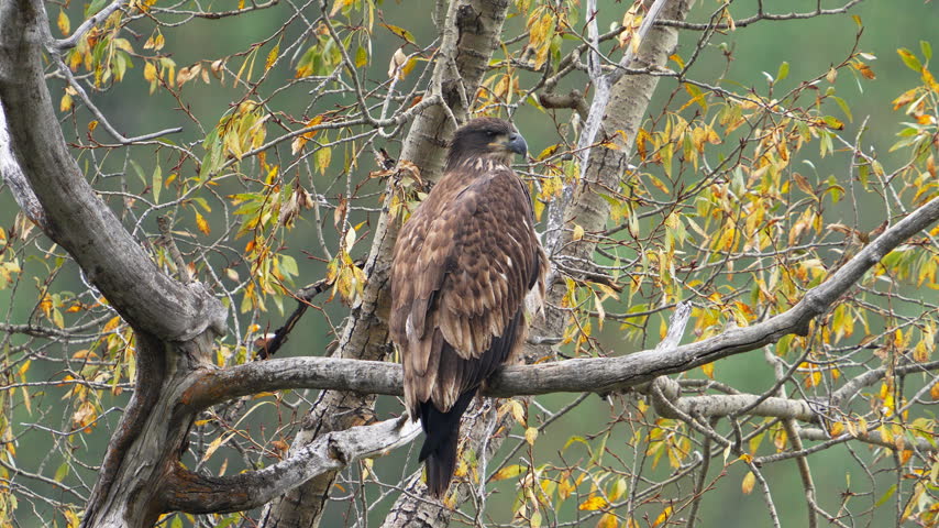 Close up of a juvenile bald eagle as it rains in slow motion in the Idaho wilderness.