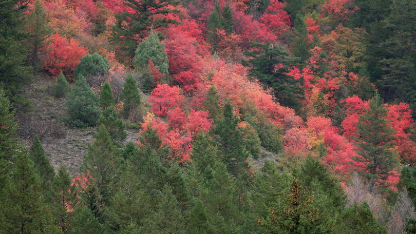 Tilt up of the fall colors in the Idaho wilderness on the first day of autumn.