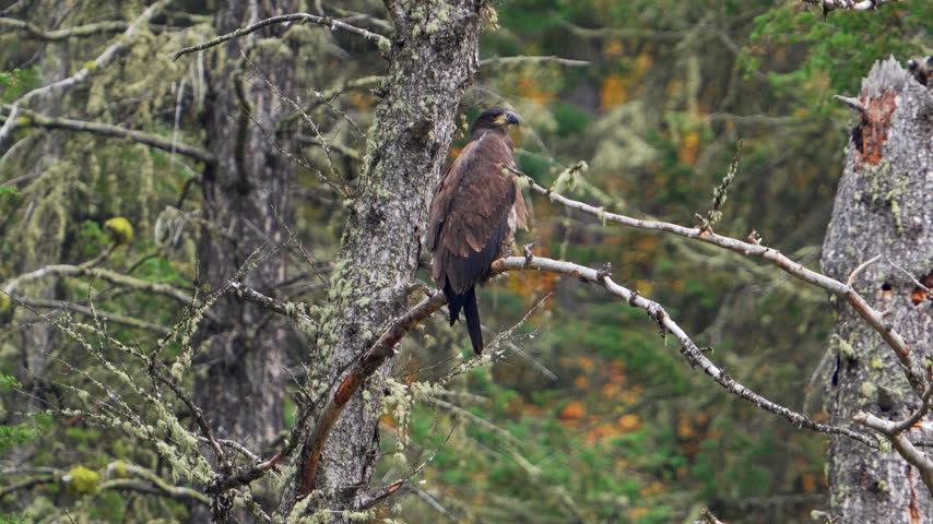 A juvenile bald eagle perched in a tree as it chirps in slow motion in the Idaho wilderness.