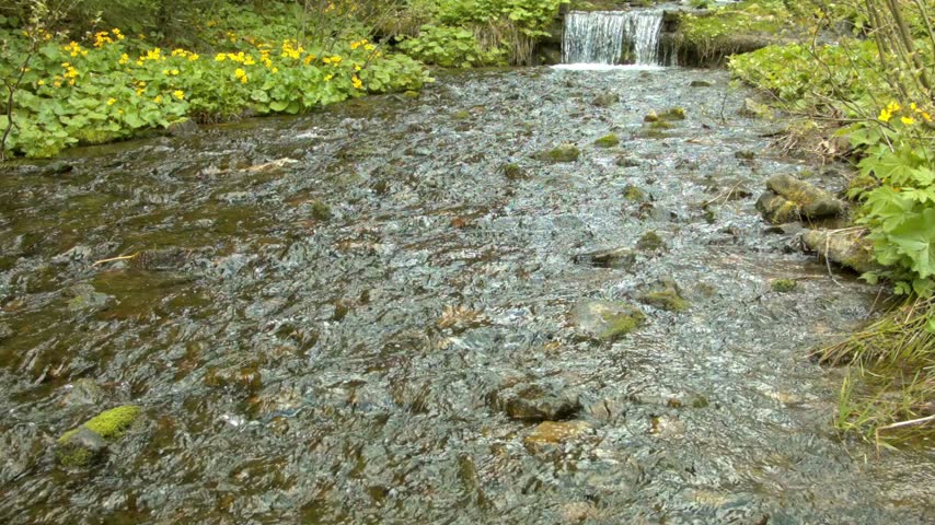 Bright mountain creek with clear water rushing over stones surrounded by lush green vegetation and vibrant yellow wildflowers under soft daylight in wilderness area