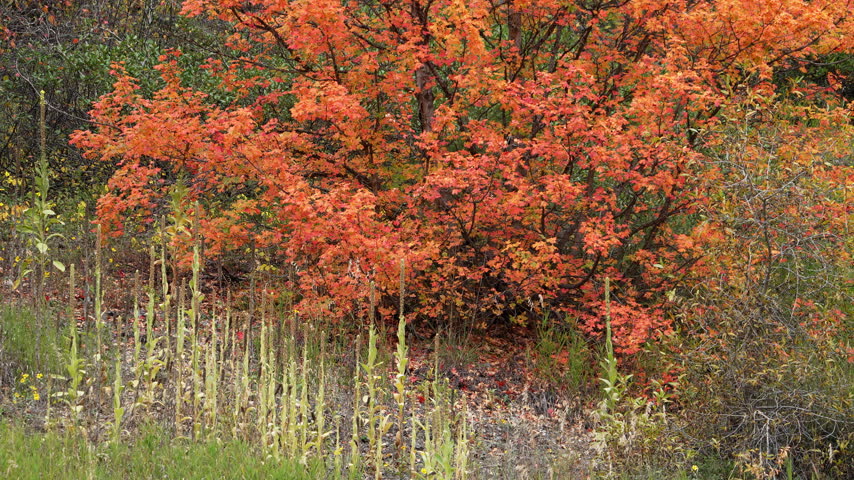 Tilt up of a tree in colorful leaves during fall in the Idaho wilderness.