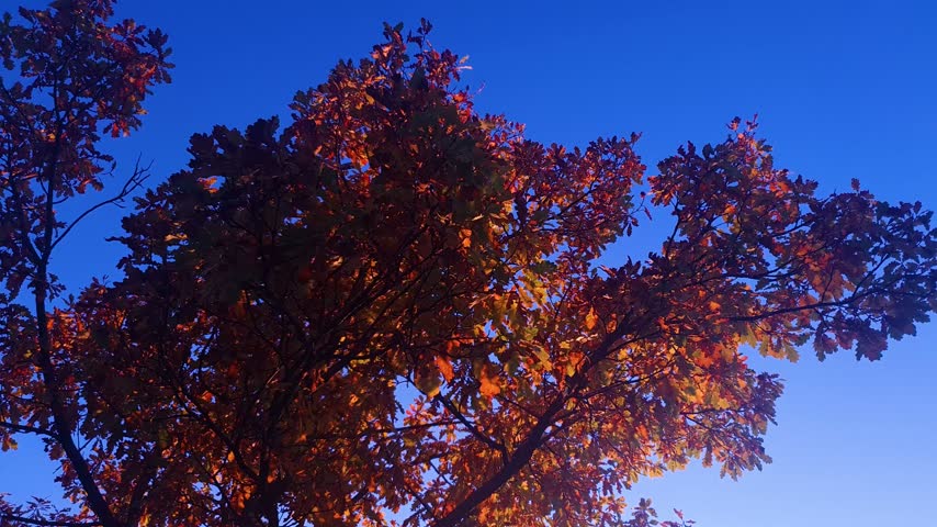 Red autumn leaves on a tree bathed in sunlight. A colorful autumn tree in the daytime.