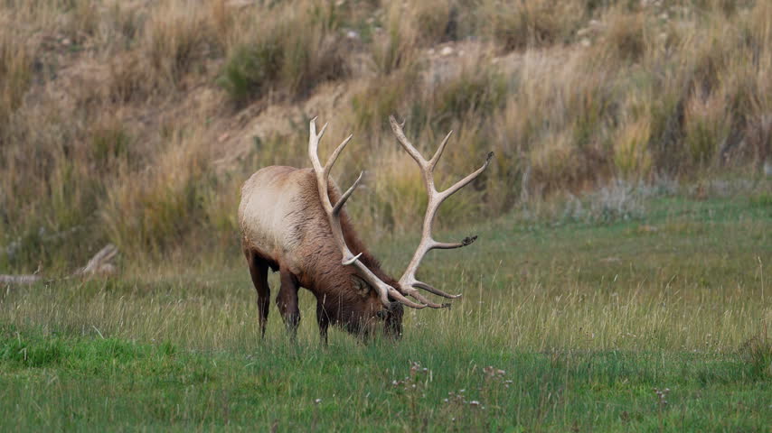 A bull elk slowly raises its head while grazing in a meadow in Wyoming.