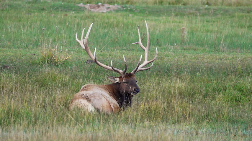 Bull elk sitting in a meadow with large antlers as it looks around.