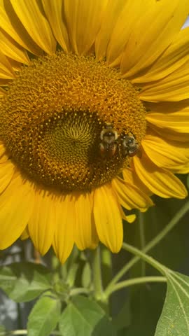 Two bumble bees on a giant yellow sunflower 