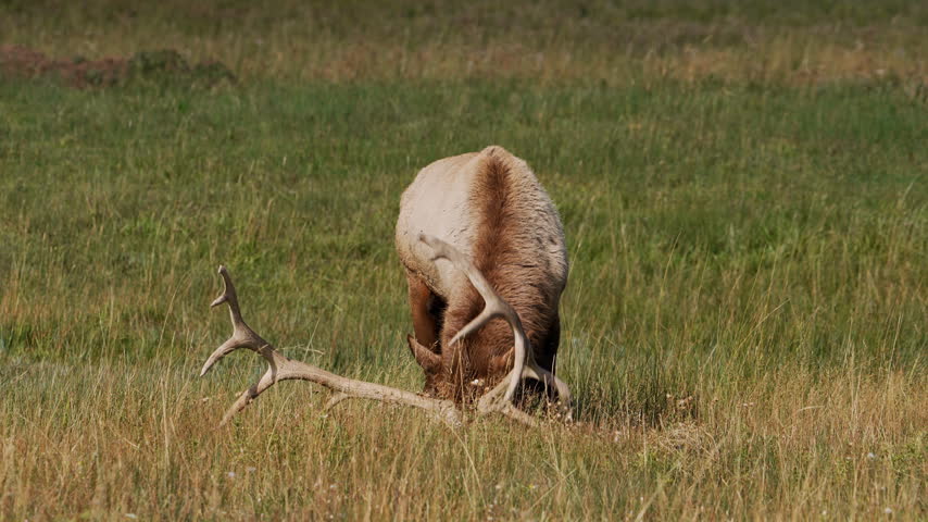 Bull elk in the Wyoming wilderness during the rutting season as it digs at the ground.