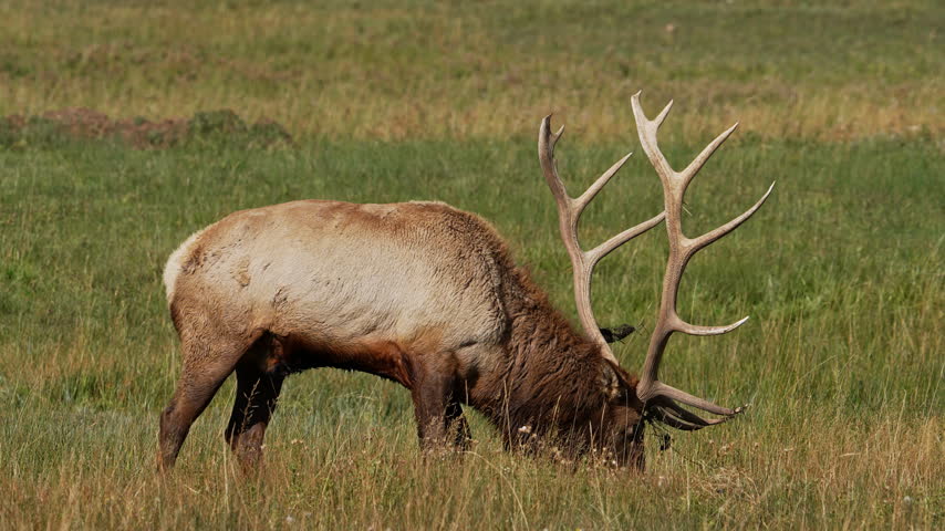 Bull elk slowly sitting down in the grass as it displays its large antlers.