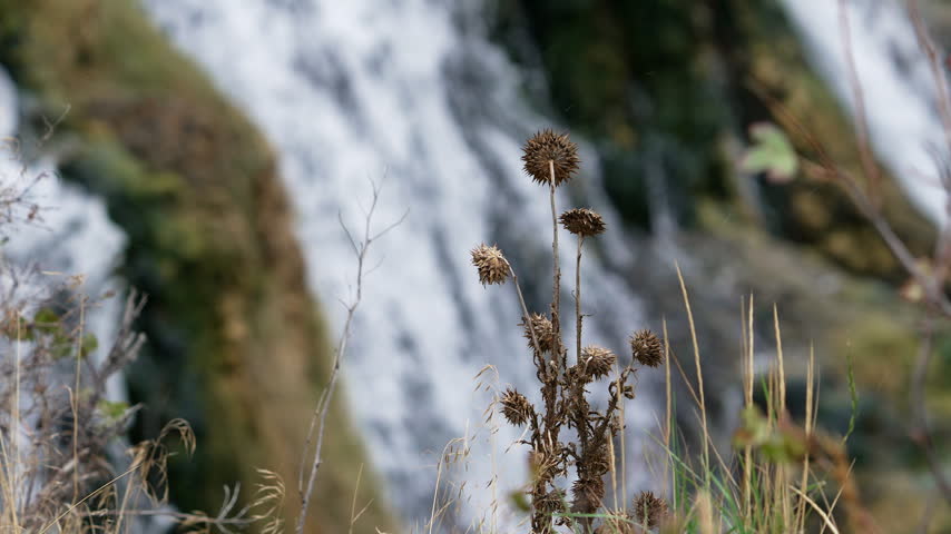 View of thistle blowing in the breeze with a waterfall in the background on the first day of fall in Idaho.