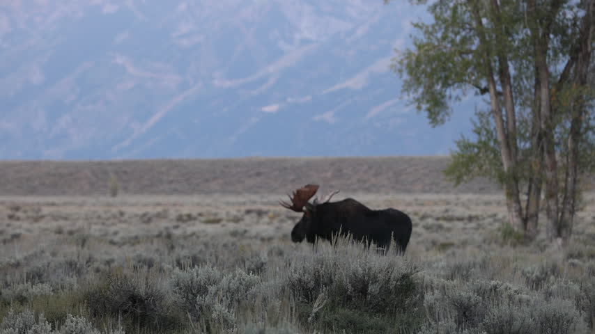Bull Moose in the Rut in Grand Teton National Park Wyoming in Autumn