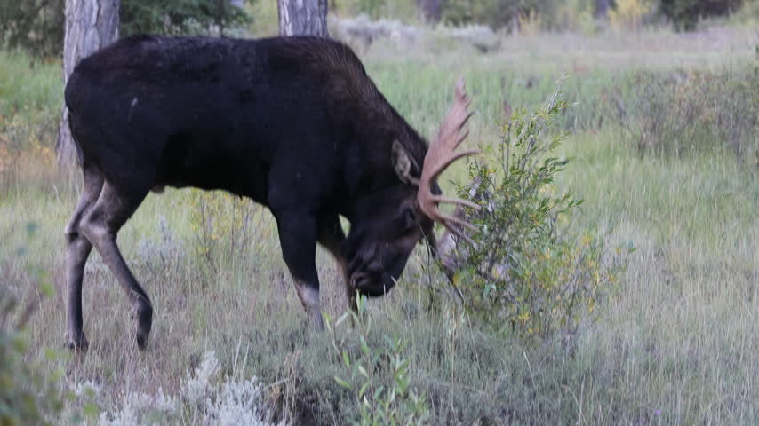 Bull Moose in the Rut in Grand Teton National Park Wyoming in Autumn
