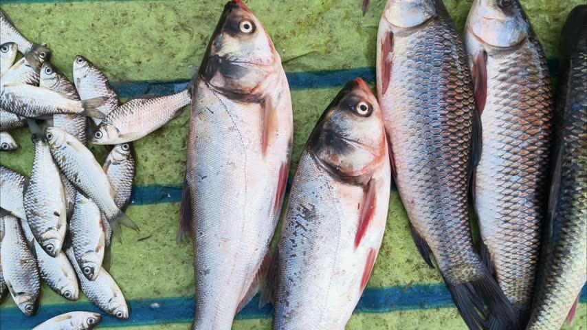 Top View of Rohu Fish and Other Fresh Fishes in a Market for Selling