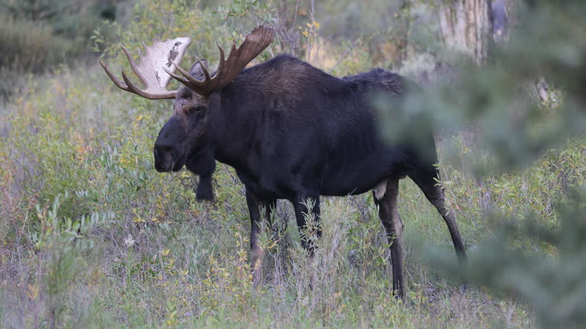 Bull Moose in the Rut in Grand Teton National Park Wyoming in Autumn