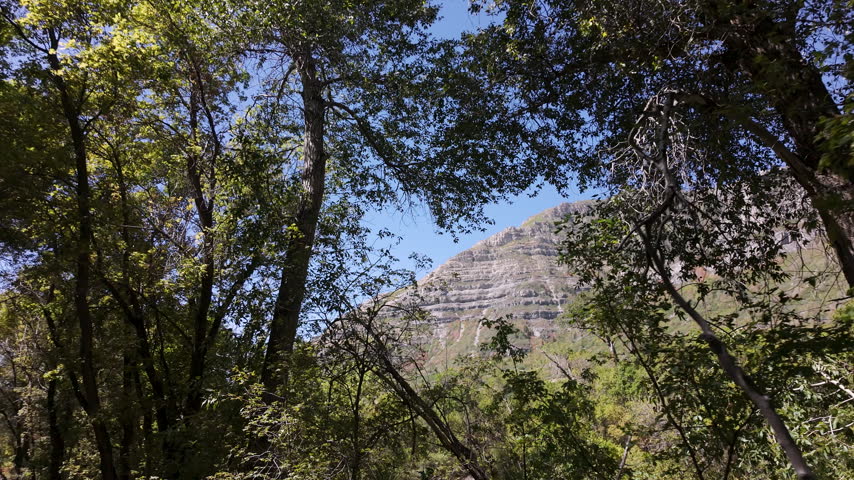 View of the mountains through the trees while walking by in Provo Canyon, Utah.