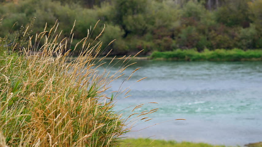 View of grass blowing in the breeze along the Snake River in eastern Idaho.