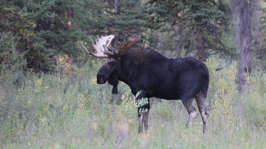 Bull Moose in the Rut in Grand Teton National Park Wyoming in Autumn