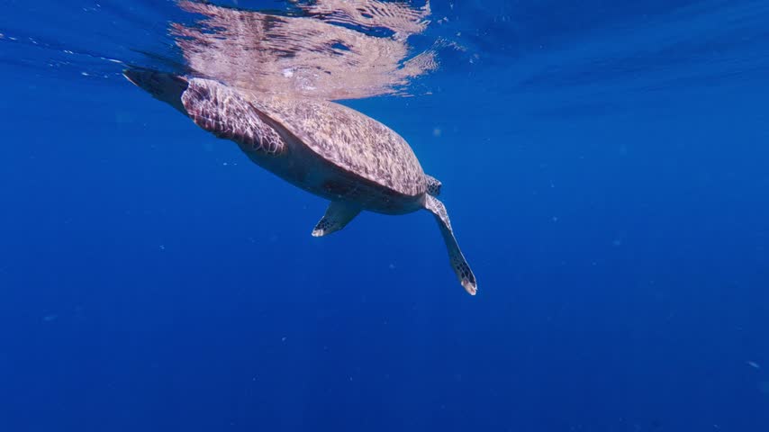 Green sea turtle swimming underwater in blue ocean