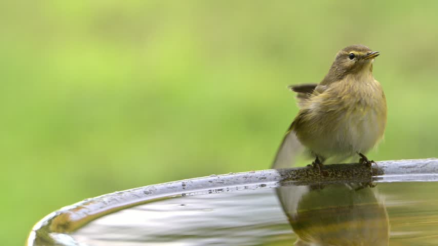 Chiffchaff (Phylloscopus collybita) washing its feathers in a bird bath, joined by a Goldfinch (Carduelis Carduelis). September, Kent, UK [Slow motion x5]