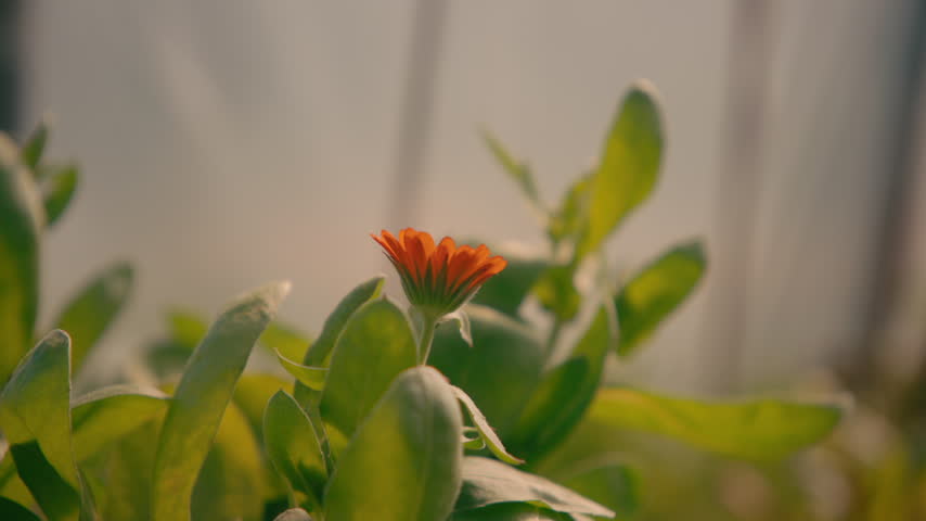 Close-up of a hand picking an orange marigold flower among leafy green plants inside the polytunnel.