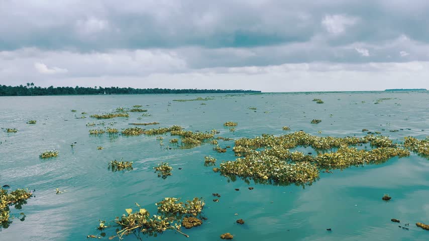 Green plants floating on calm lake water under a cloudy sky.