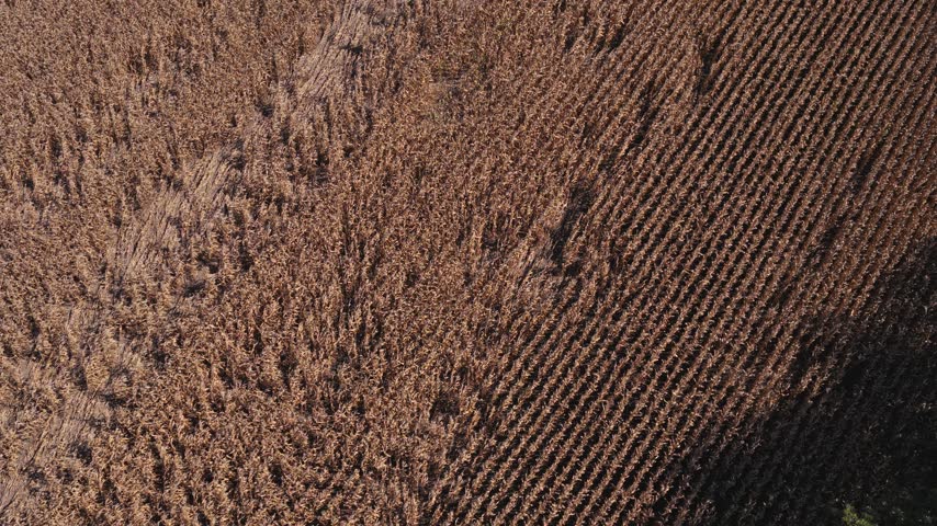 Drone aerial wide view and landscape establishing shot of countryside rural Ohio outside Columbus, OH by London as midwestern state with cornfields, farm land, huge fields, roads, highway, and trees
