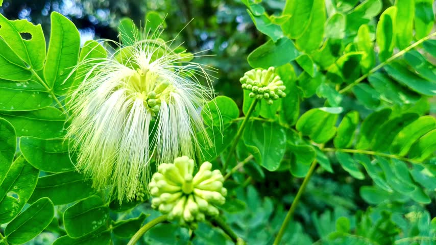 A high-detail photograph of a unique white flower with long hair-like petals shown alongside unopened flower buds. The image captures the contrast between the blooming flower and the surrounding green foliage.