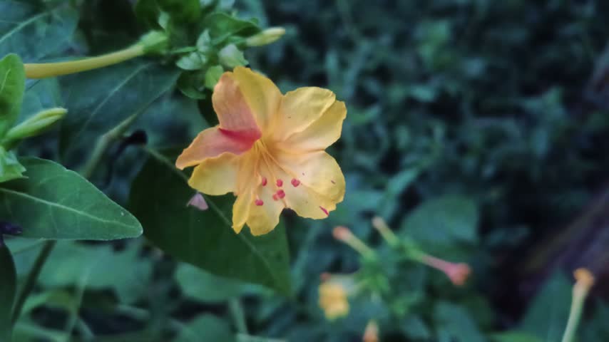Close-up of a unique yellow flower featuring a striking red center gradient on its petals set against a soft dark green blurred background.