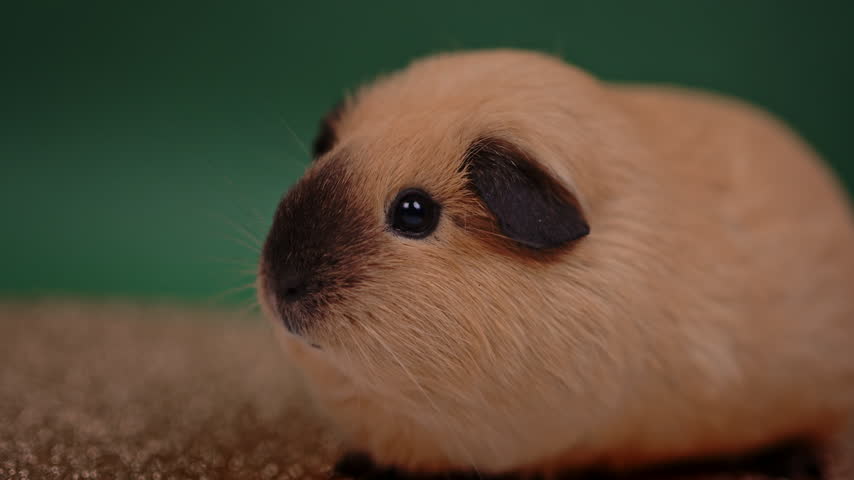 A beige guinea pig looks left while resting on a brown rug, with a softly blurred green backdrop.