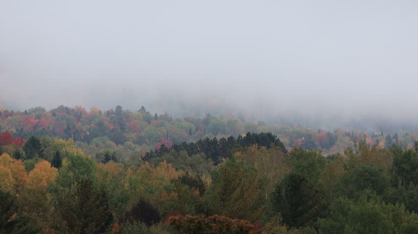 Fog in the forest in autumn, mist on the mountain in autumn.