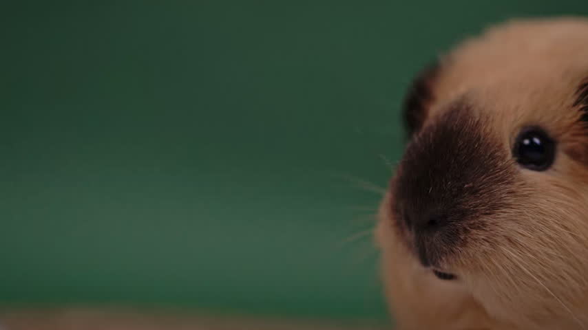 Close-up of a beige guinea pig with a dark muzzle on the right and green copy space on the left.