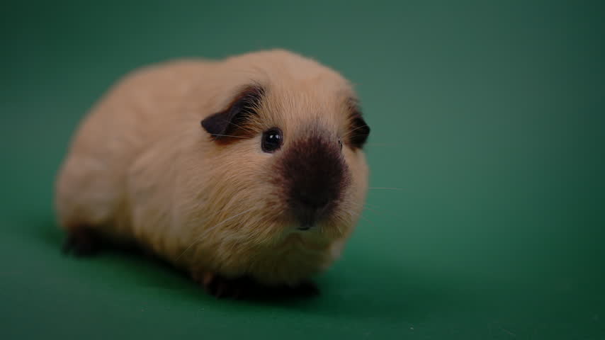 A beige guinea pig rests facing forward, with subtle head movements against a green background.