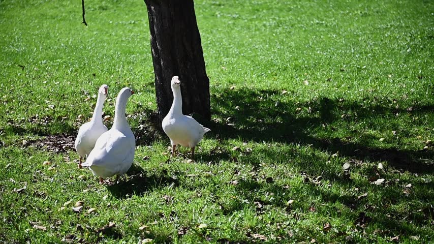 Three white domestic geese standing in sunlit green grass beneath a mature tree at Ballenberg Open Air Museum.