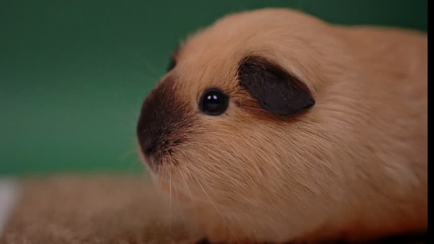 A beige guinea pig rests on a brown rug, facing left with its dark ear and whiskers visible.