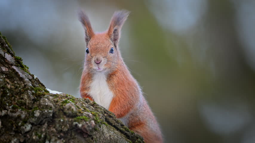 A red squirrel sits upright on a mossy branch, looking around with its white chest and ear tufts visible.