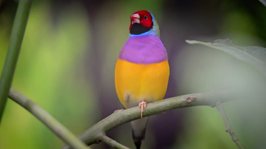 A Gouldian finch faces the camera and tilts its head while perched among softly blurred green foliage.