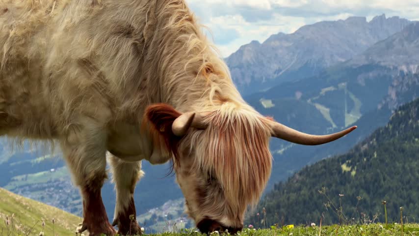 Highland cattle cow with long horns and thick shaggy fur grazing on green alpine pasture beside a mountain valley in the Dolomites, Italy.