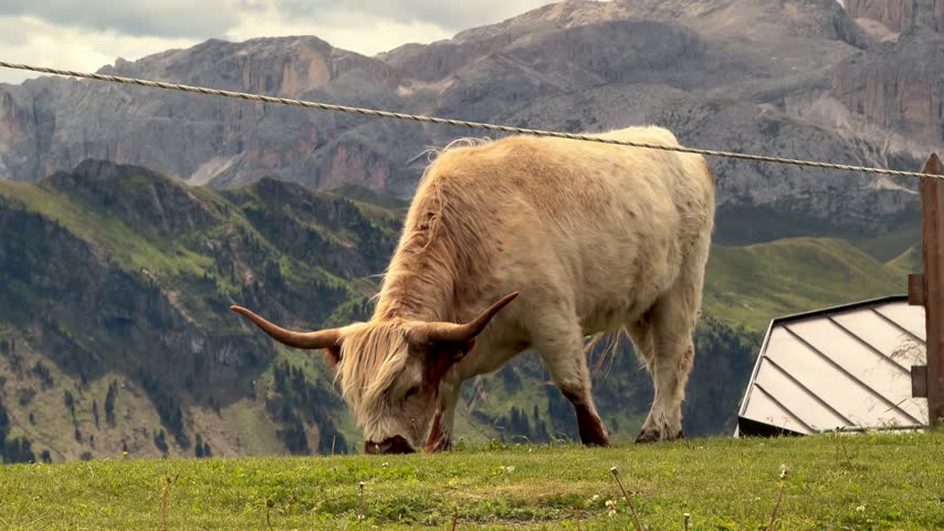 Shaggy highland cow with long horns grazes along a rope fence on a grassy alpine ridge, with layered Dolomites mountains stretching into the distance in South Tyrol, Italy.