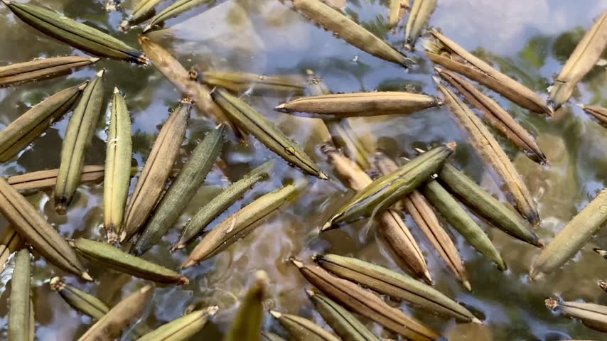 Close-up footage illustrating the phenomenon of explosive dehiscence of Ruellia tuberosa seed pods in an aquatic environment. Dry pods absorb moisture and violently split open, ejecting seeds into the surrounding water. Highlighting ballistic seed dispersal and botanical tension release for scientific, educational, and natural biological processes