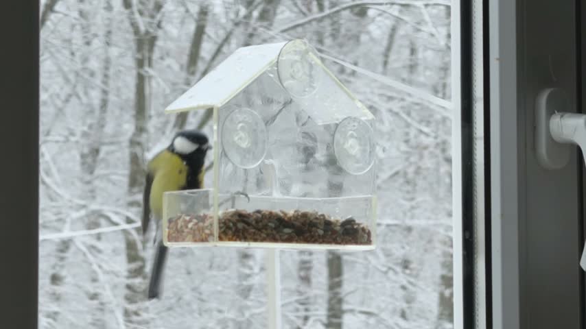 Transparent feeder hanging on window with snowy forest behind Minimal winter composition for nature background home comfort and seasonal storytelling with copy space feeling