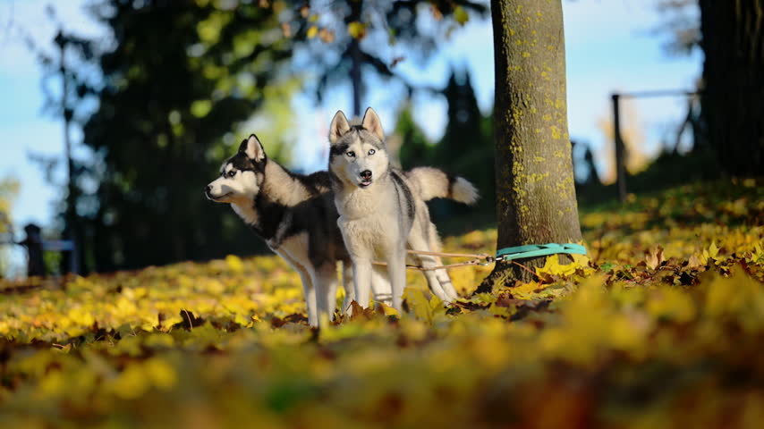 Two Siberian Huskies stand together in a park surrounded by golden autumn leaves, showing companionship and alert behavior