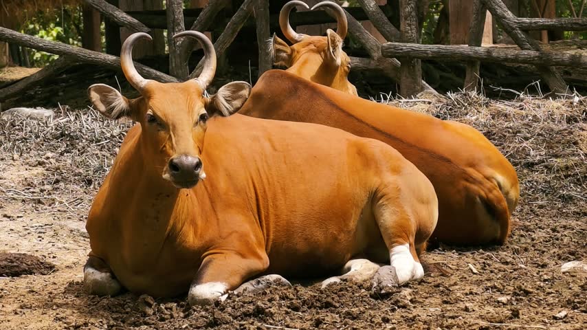 A real-time video capturing two female bantengs with reddish-brown coats and curved horns lying down comfortably on the ground, with one looking alertly ahead inside an outdoor zoo enclosure or wildlife conservation center.