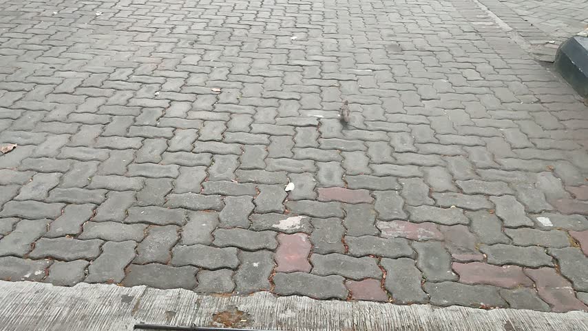 Wild bird on a brick pavement walkway in a park with ambient bird chirping sound