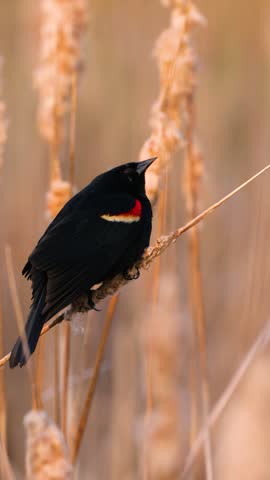 Male red-winged blackbird, Agelaius phoeniceus, calls while perched on a cattail in a spring wetland in Dunn County, Wisconsin, with natural bird sound.