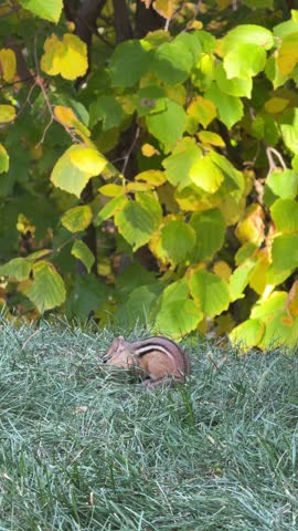 Eastern chipmunk, Tamias striatus. Wild animal. Chipmunk in the grass with a blurred background. Small chipmunk.