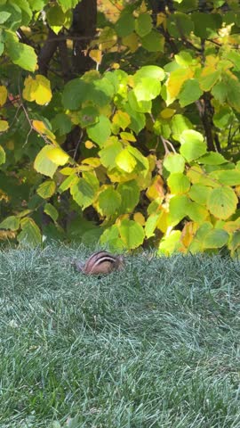 Eastern chipmunk, Tamias striatus. Wild animal. Chipmunk in the grass with a blurred background. Small chipmunk.