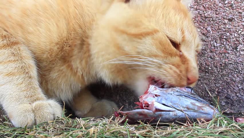 Cat eating fish. Zoom in to mouth. Young tabby cat with a bloody face, eating