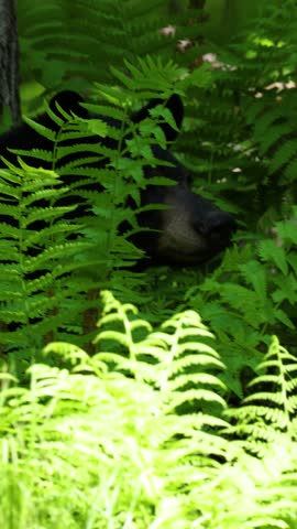 American black bear, Ursus americanus, emerges from dense ferns and walks through a spring forest in Dunn County, Wisconsin. Vertical video with natural sound.