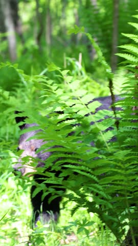 American black bear, Ursus americanus, walks through dense ferns in a spring forest and looks toward the camera in Dunn County, Wisconsin. Vertical video with natural sound.